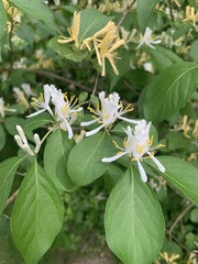 Lonicera