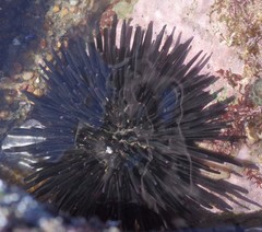 Stomopneustes variolaris