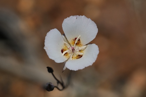 Image of Calochortus dunnii by (c) Madeleine Claire, some rights reserved (CC BY)