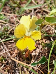 Viola eugeniae