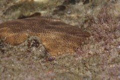 Anomastraea irregularis