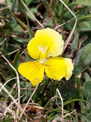 Viola eugeniae
