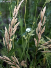 Bromus lanceolatus