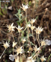 Catananche lutea