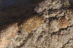 Anomastraea irregularis