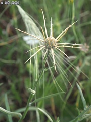 Centaurea verutum