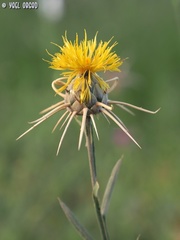Centaurea verutum
