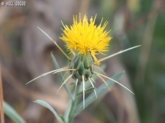 Centaurea verutum