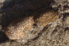 Anomastraea irregularis