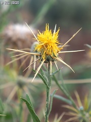 Centaurea verutum