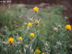 Centaurea verutum