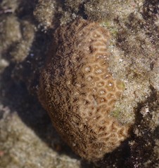 Anomastraea irregularis