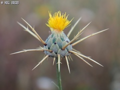 Centaurea verutum