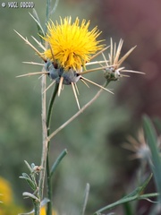 Centaurea verutum