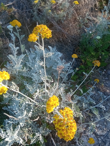 Senecione marino