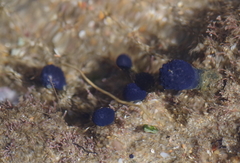 Eudistoma caeruleum