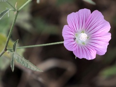 Malva punctata