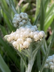 Antennaria anaphaloides