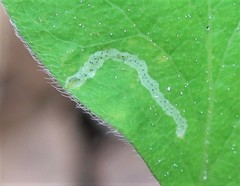 Aulagromyza hendeliana