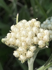 Antennaria anaphaloides