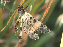 Palpares geniculatus