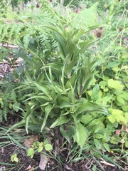 Epipactis helleborine