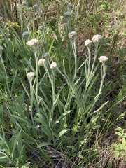 Antennaria anaphaloides