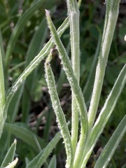 Antennaria anaphaloides