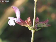 Salvia eigii