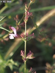 Salvia eigii