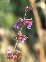 Salvia judaica