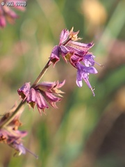 Salvia judaica