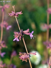Salvia judaica
