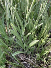 Antennaria anaphaloides