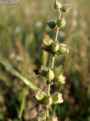 Salvia pinnata