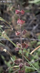 Salvia pinnata