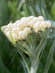 Antennaria anaphaloides