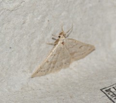 Chytolita morbidalis