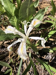 Iris tenuissima