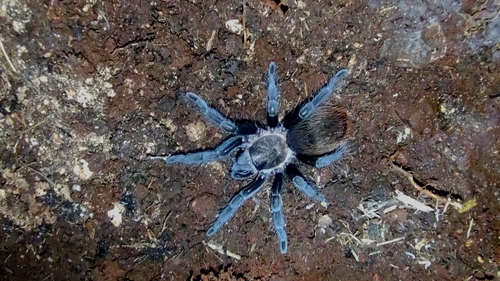 Tarántula trasero oxidado de Yucatán