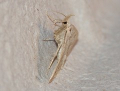 Chytolita morbidalis