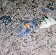 Filodes fulvidorsalis