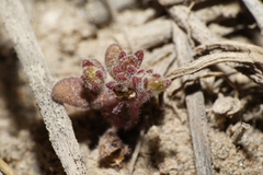 Phacelia tetramera