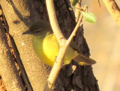 Chlorocichla flaviventris flaviventris