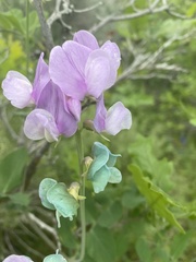 Lathyrus pauciflorus utahensis