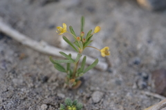 Cleomella parviflora