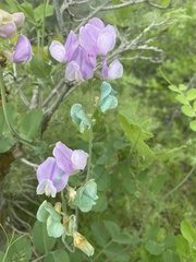 Lathyrus pauciflorus utahensis