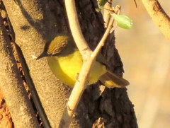 Chlorocichla flaviventris flaviventris