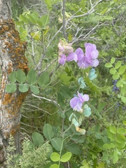 Lathyrus pauciflorus utahensis
