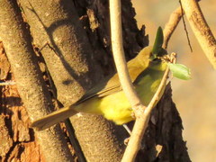 Chlorocichla flaviventris flaviventris